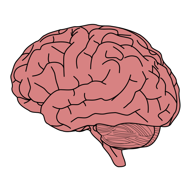 Brain Diagram
