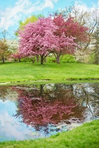 Pink Flower tree with reflection.